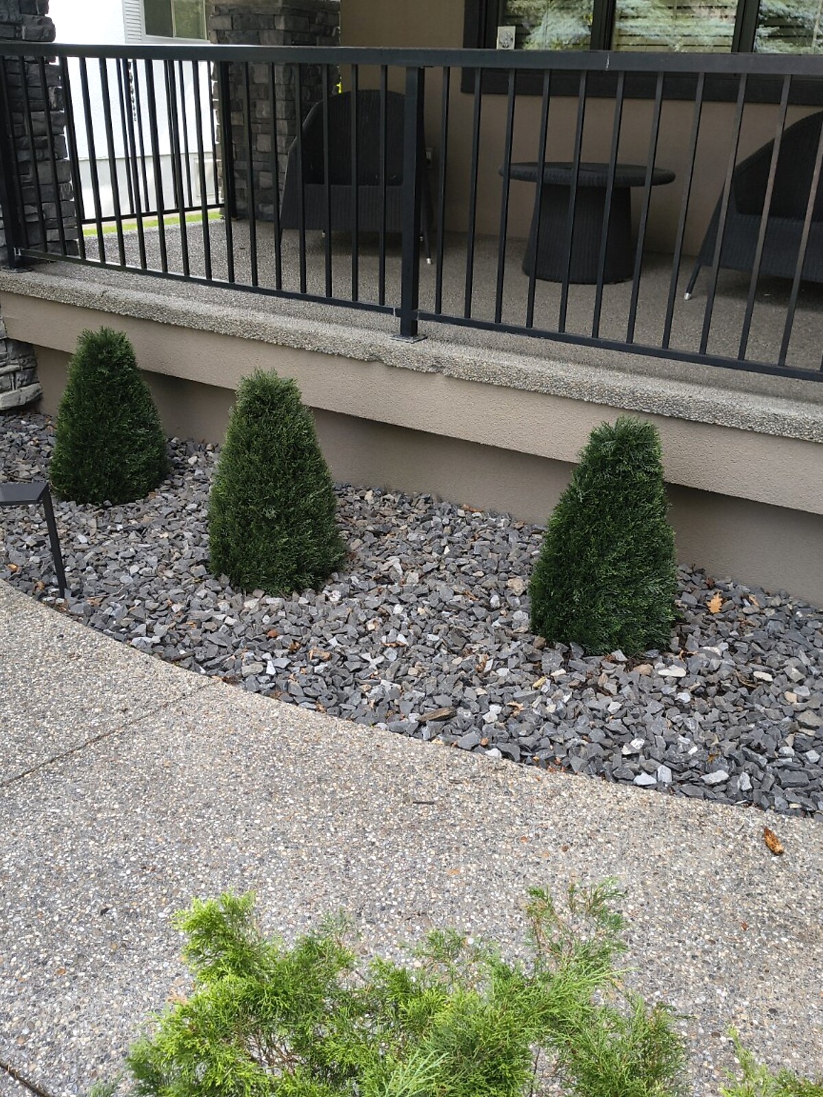 Evergreen shrubs after installation