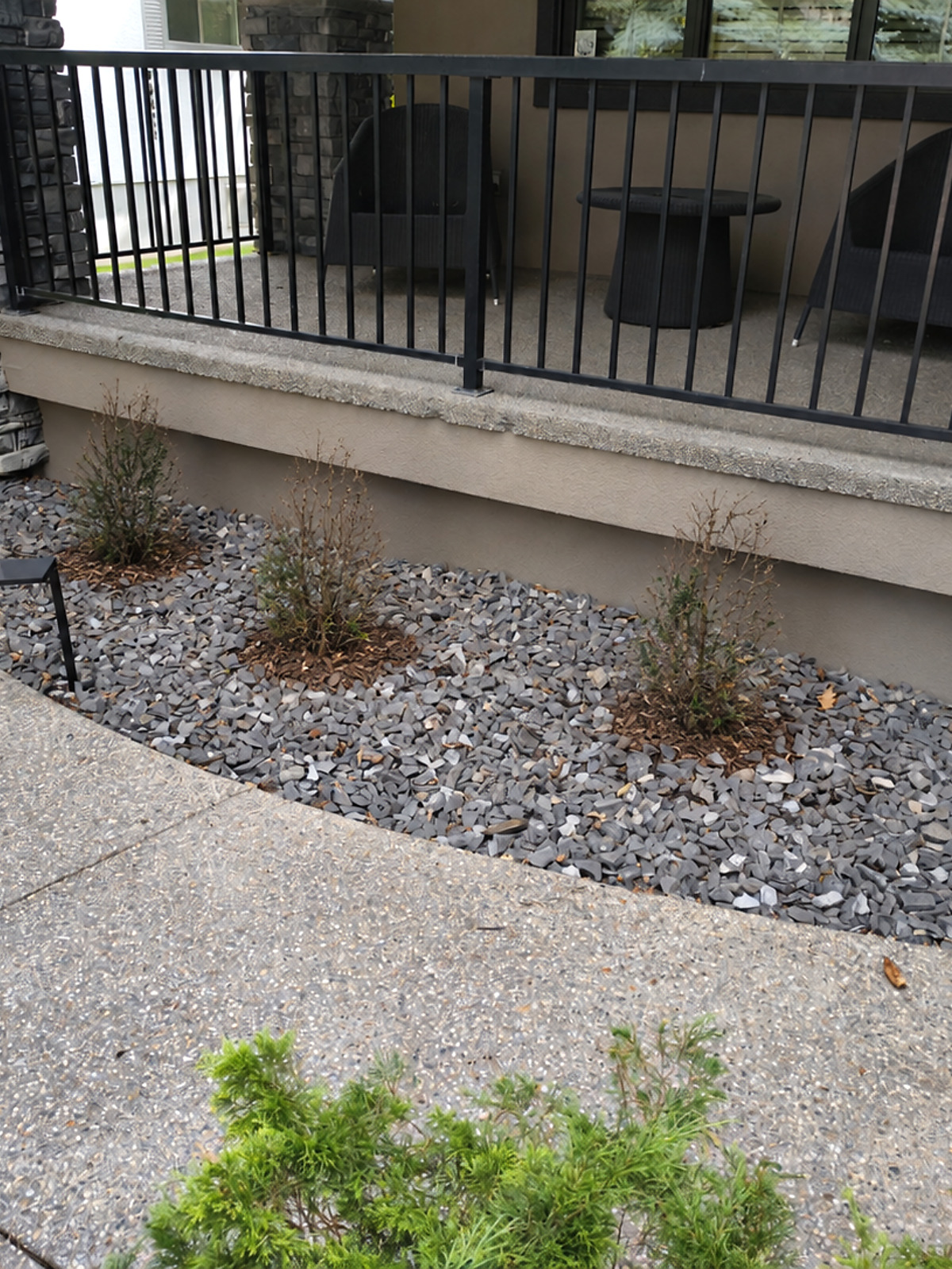 Sparse shrubs before replacement